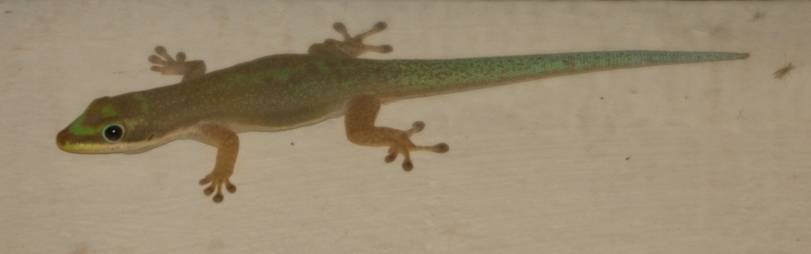 gecko